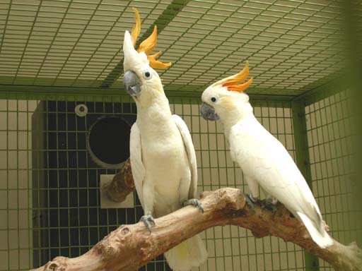Kakadu žltochochlatý - Cacatua  sulphurea